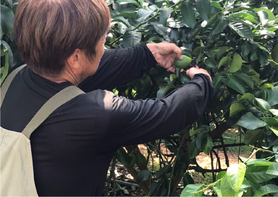 Carefully selected lemon harvest season