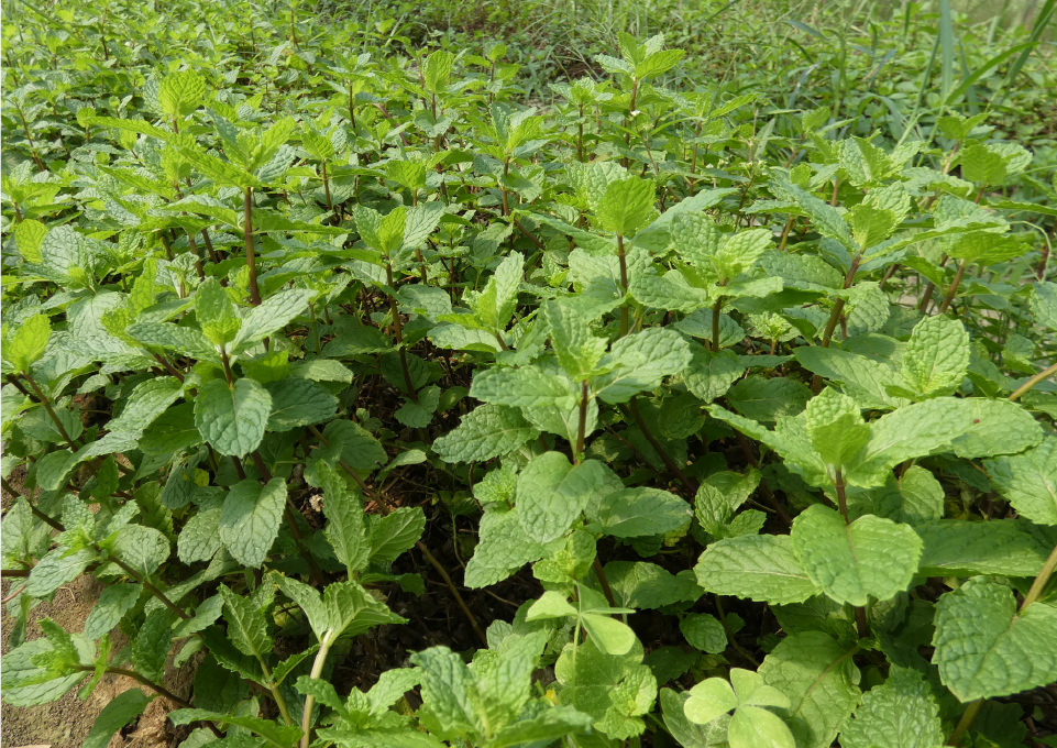 Commitment to domestic herbs