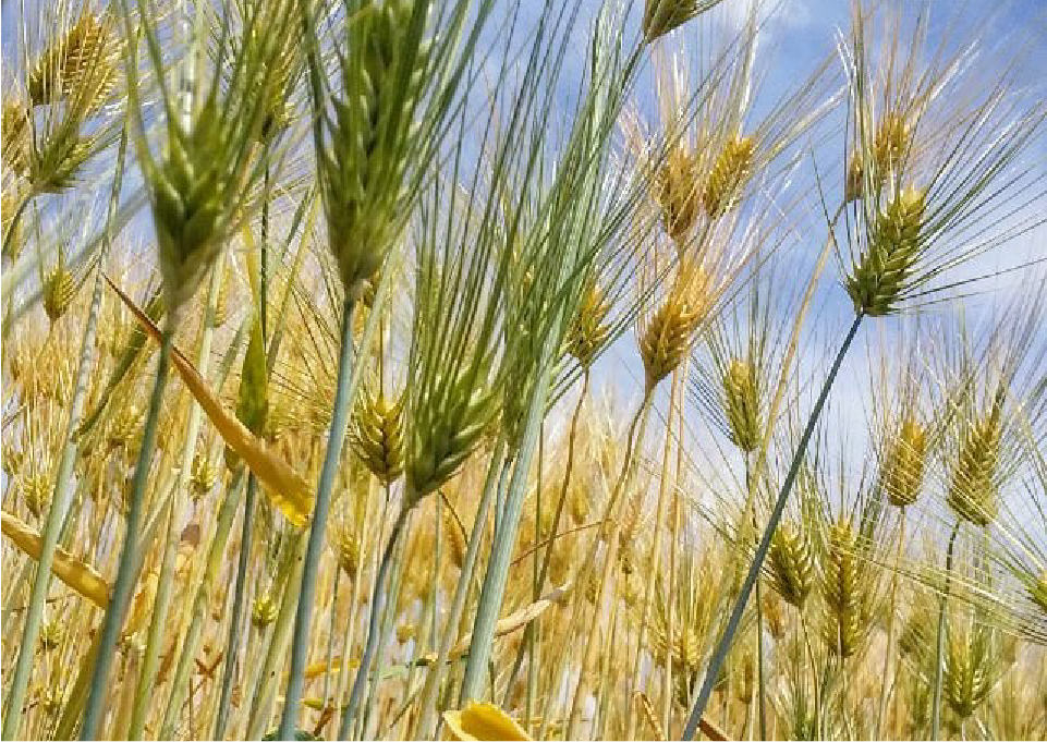 About barley